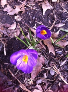 First flowers of spring from a few weeks ago. I moved the garbage before taking the pic.