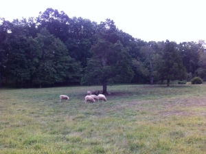 Yes, those are sheep. No, that's not our backyard.